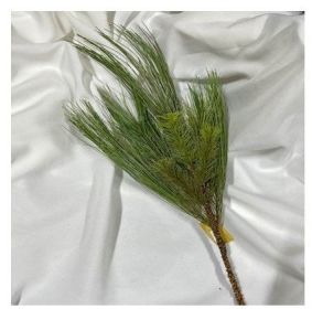 24 inch Mountain Pine Spray pjkg of 6