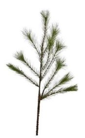 34 inch Pine Spray