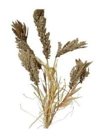 30 inch Faux Sorghum Pick pkg of 5